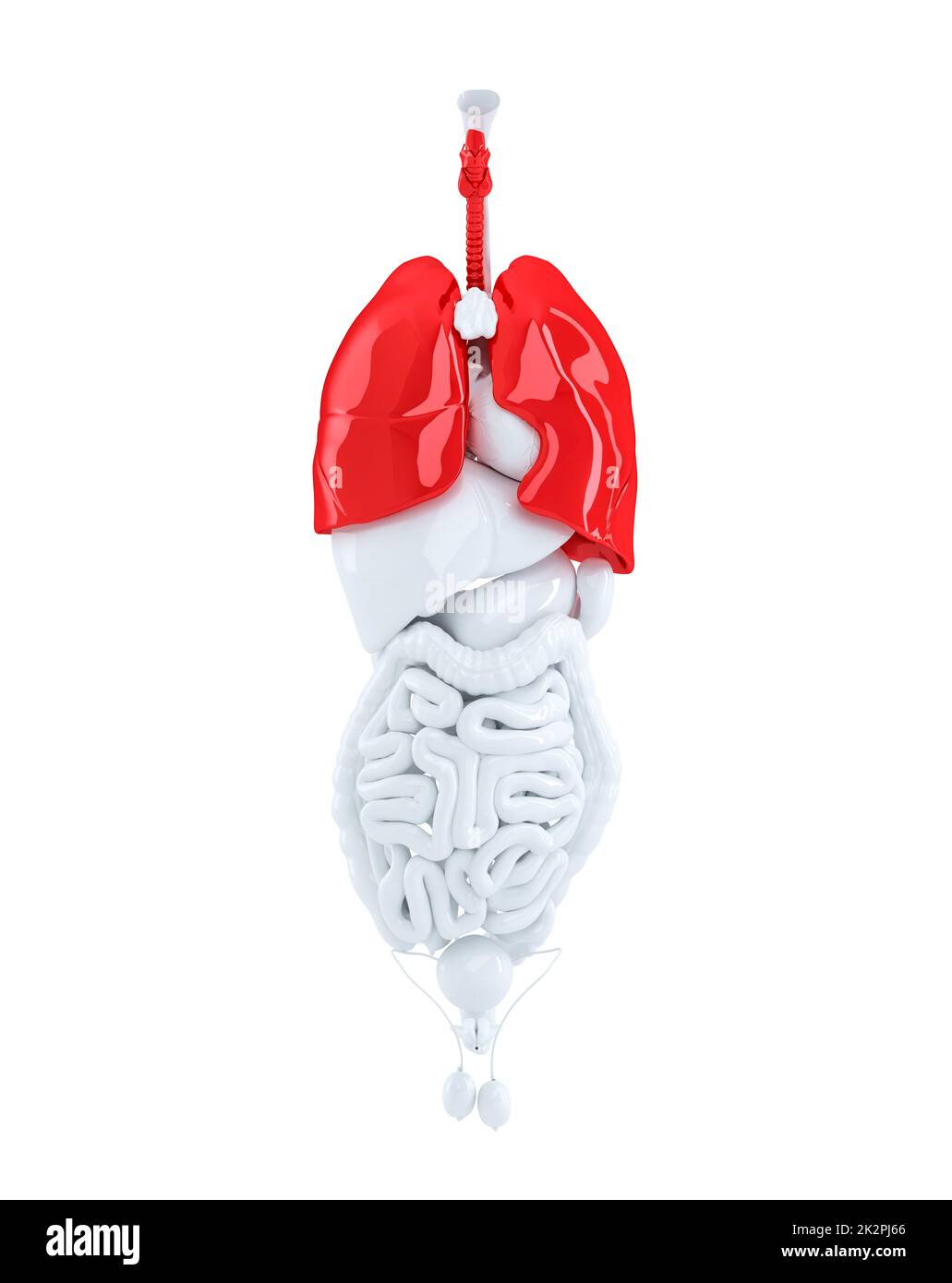 3D render di organi umani focalizzata sui polmoni. 3d'illustrazione. Contiene il percorso di clipping Foto Stock