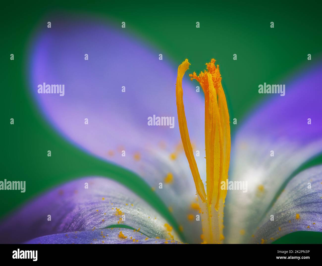 Fiore di crocus viola Foto Stock