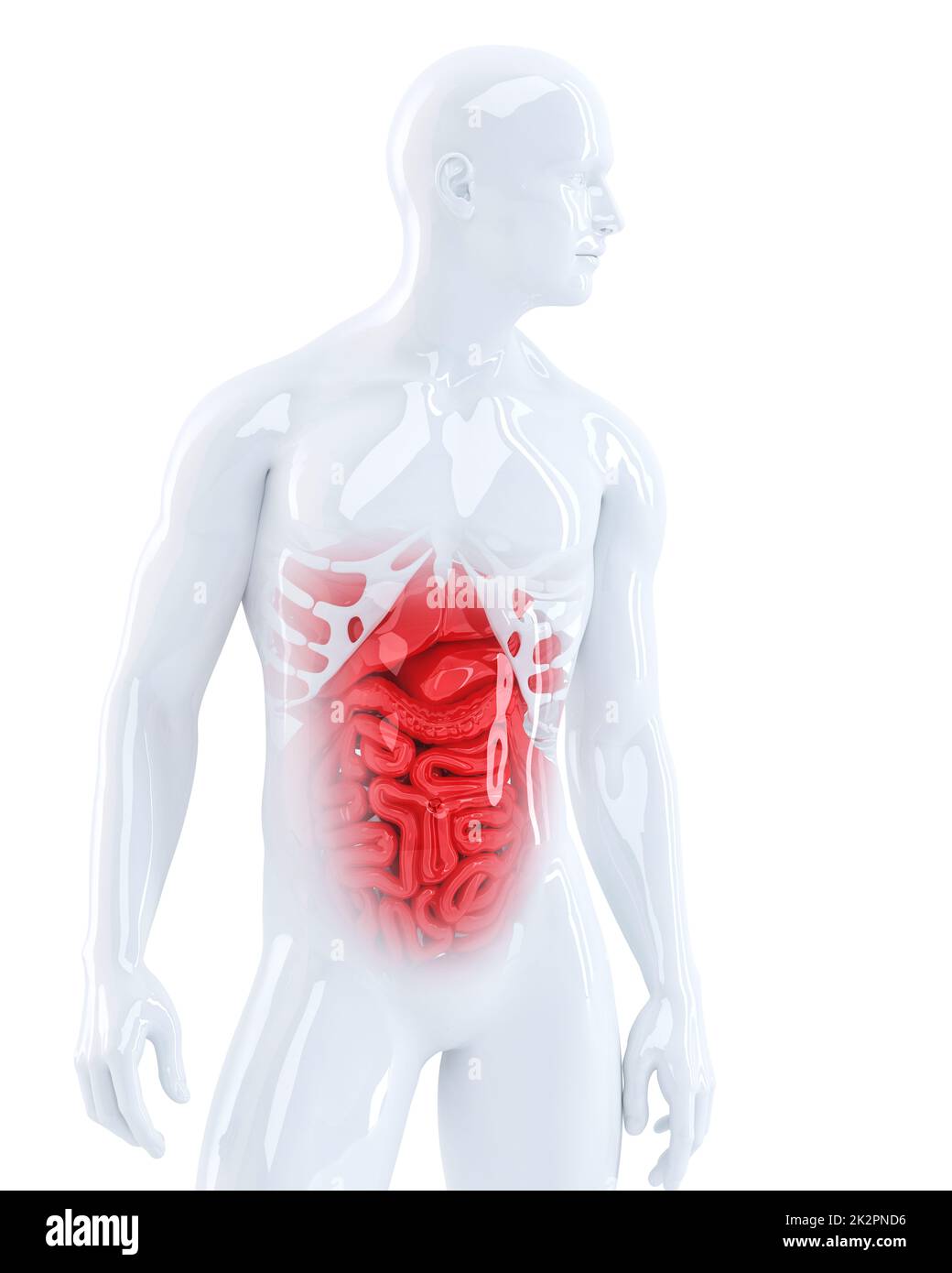 3d uomo visualizzando i suoi organi interni. Illustrazione medica. Isolato. Contiene il percorso di clipping Foto Stock