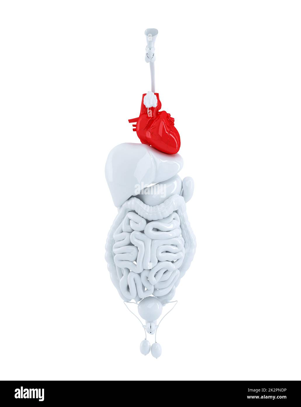Isolato di organi umani focalizzata sul cuore. 3d'illustrazione. Contiene il percorso di clipping Foto Stock