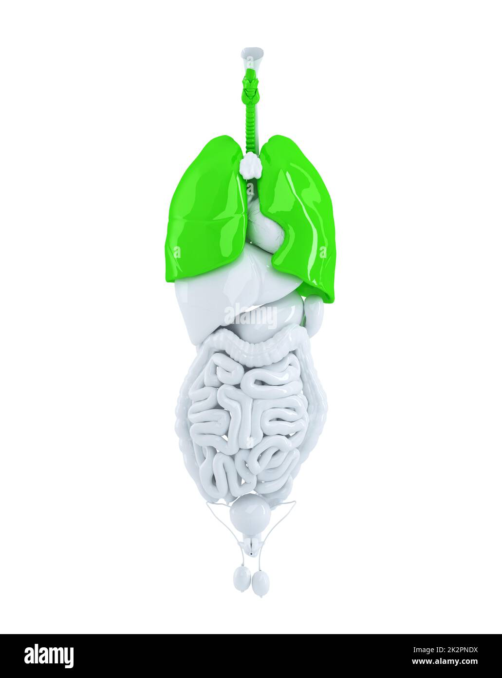 Isolato di organi umani focalizzata sui polmoni. 3d'illustrazione. Contiene il percorso di clipping Foto Stock