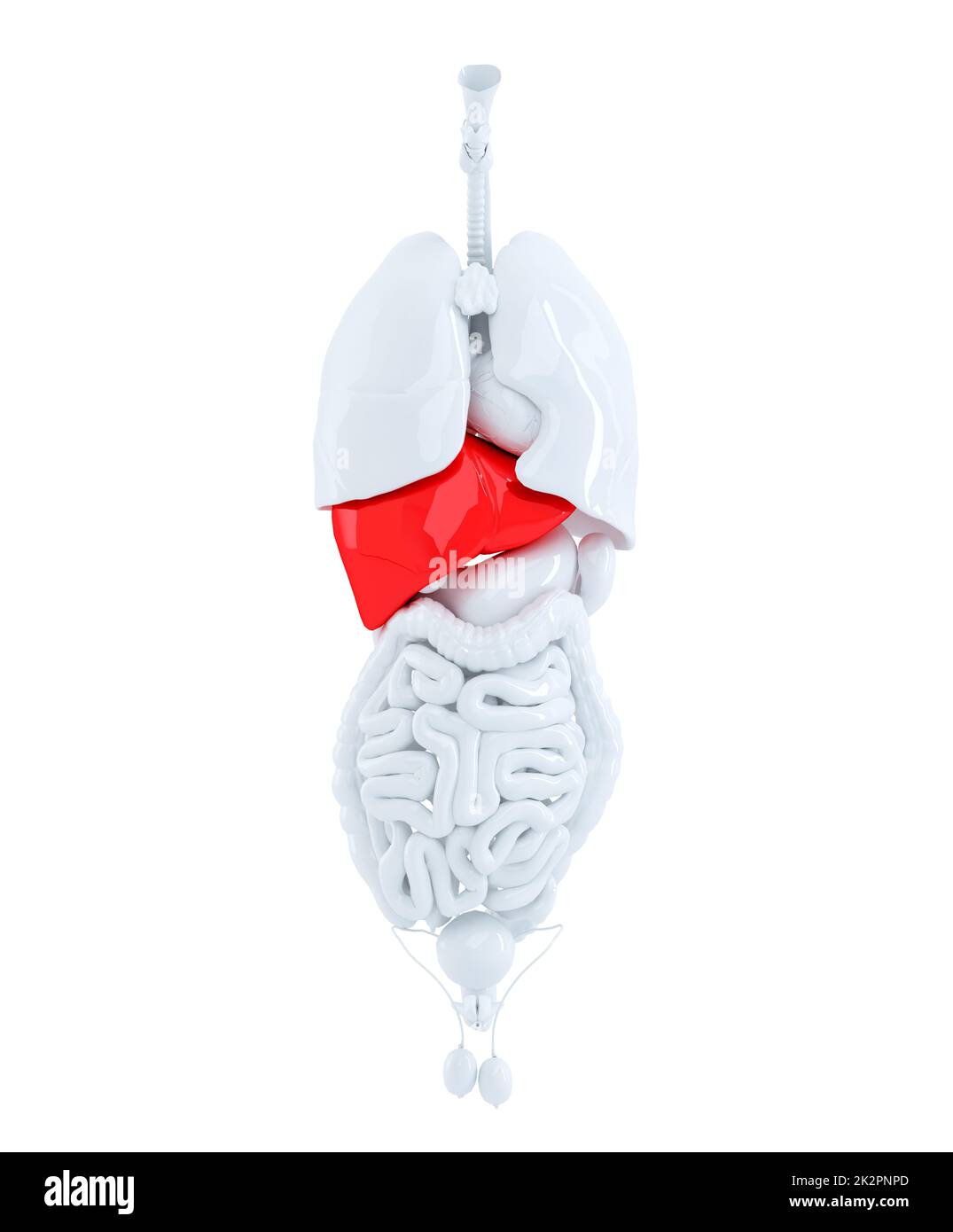 3D render di organi umani focalizzata sul fegato. 3d'illustrazione. Contiene il percorso di clipping Foto Stock