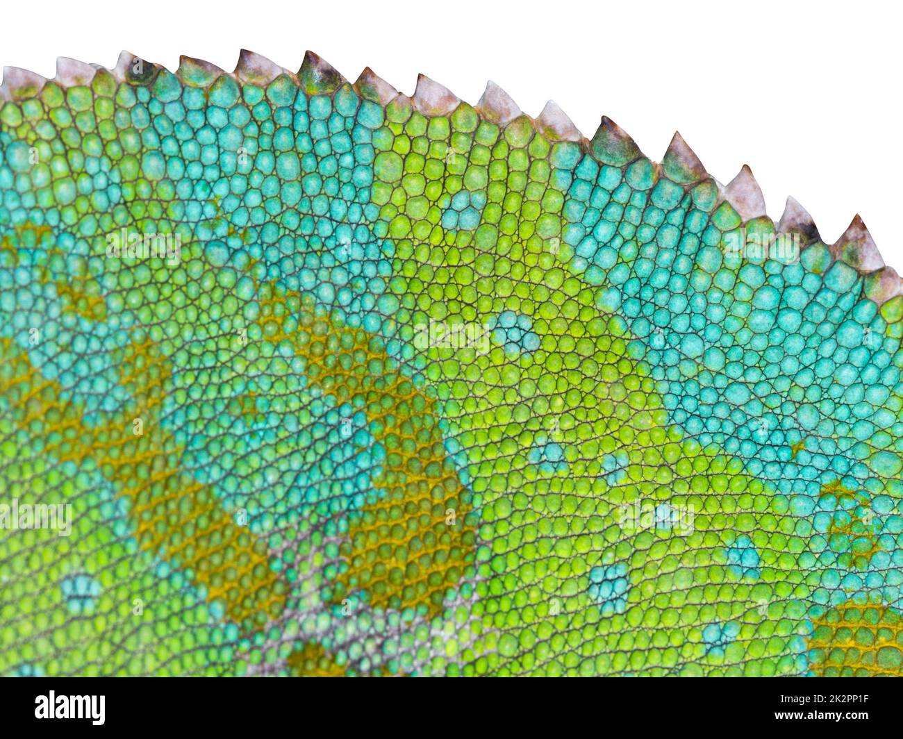 Primo piano della pelle Chameleon con la parte posteriore frastagliata. Retro isolato bianco. Foto Stock