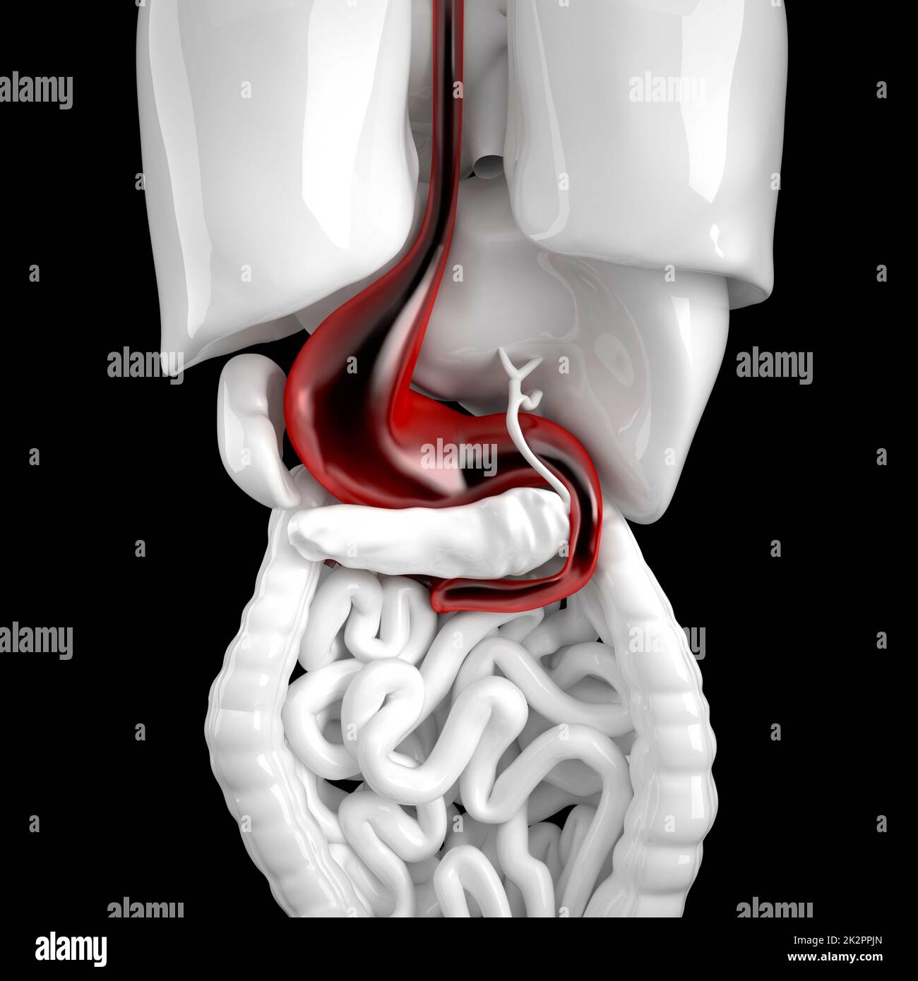 Stomaco umano. 3d illustrazione anatomica. Contiene il tracciato di ritaglio Foto Stock