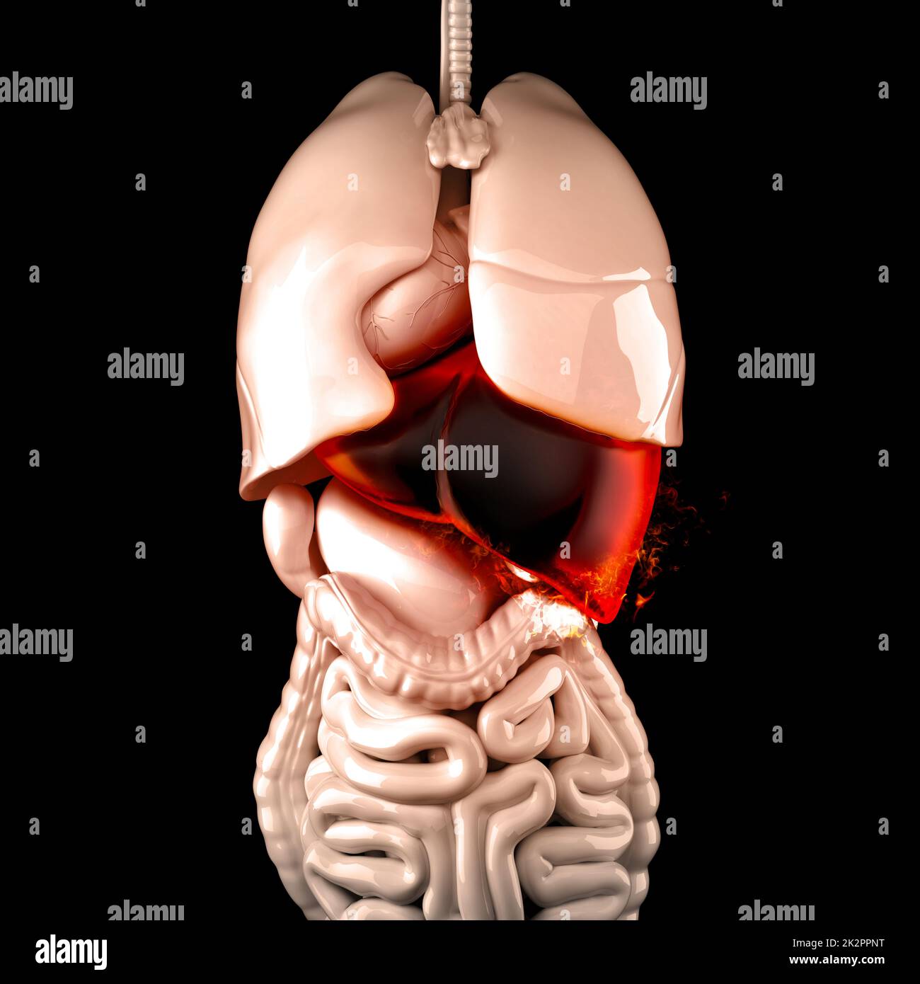 Fegato umano che brucia. Concetto di malattia epatica. Illustrazione 3D Foto Stock