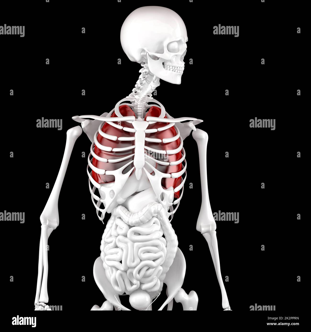 Anatomia umana maschile. Scheletro e polmoni evidenziati. Illustrazione 3D. Contiene il tracciato di ritaglio Foto Stock