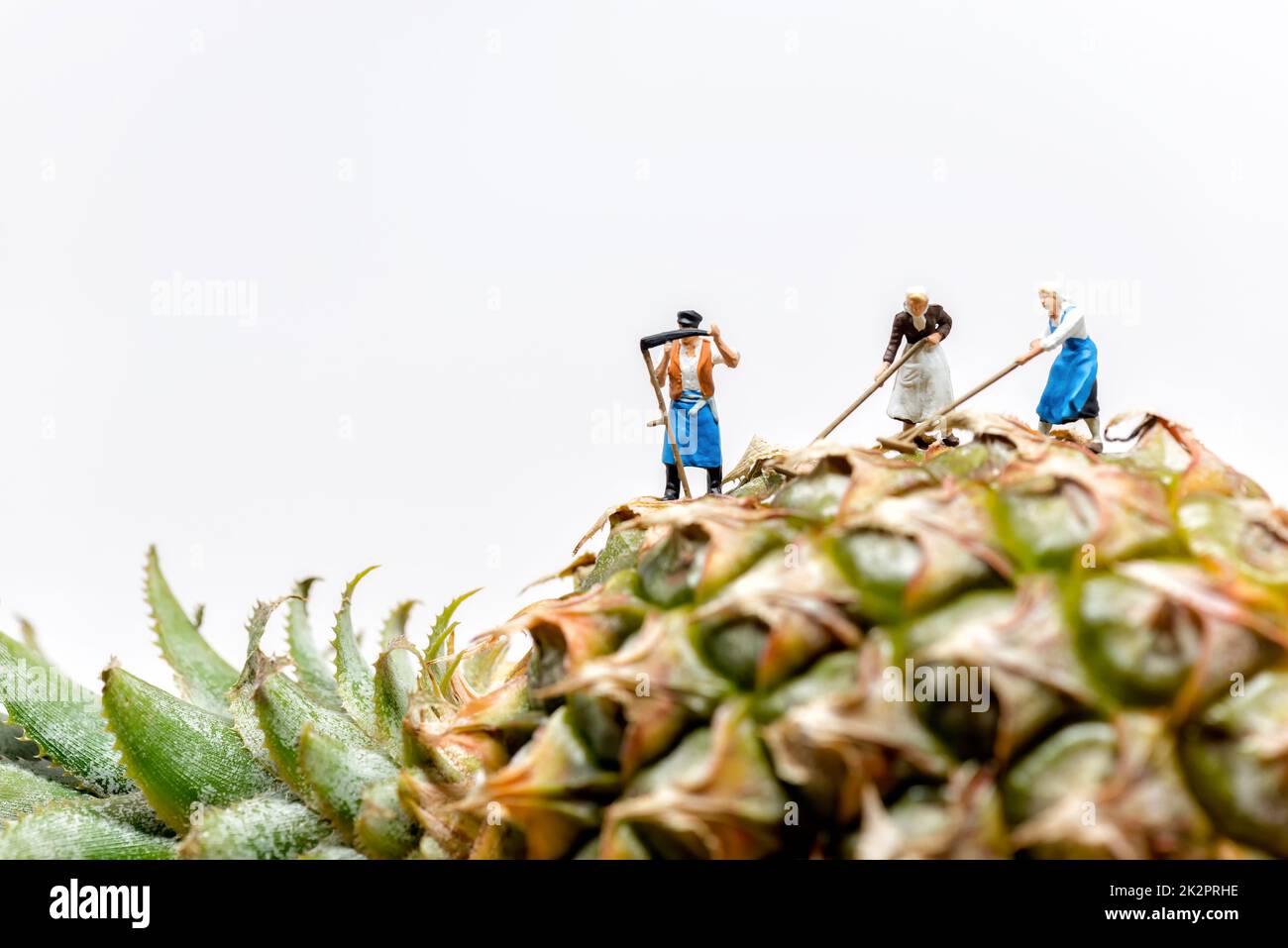 Coltivatore che raccoglie in piantagioni di ananas Foto Stock