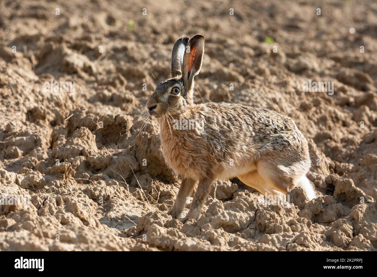 Nuova Lepre In Legno Casa Appesa Targa Regalo Sentimento 4 - Foto 12