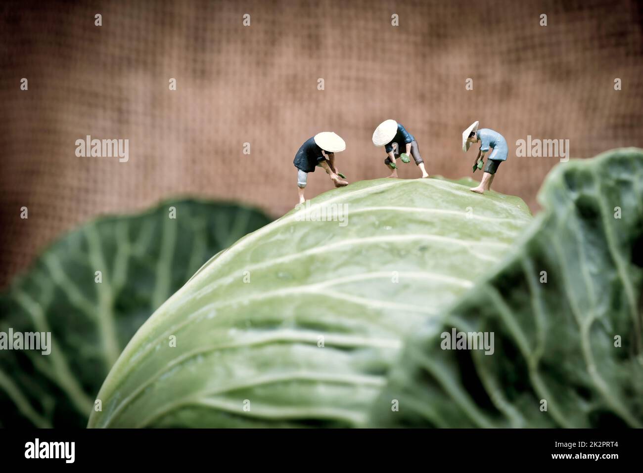 Coltivatori asiatici che lavorano in campo di cavolo. Foto macro Foto Stock