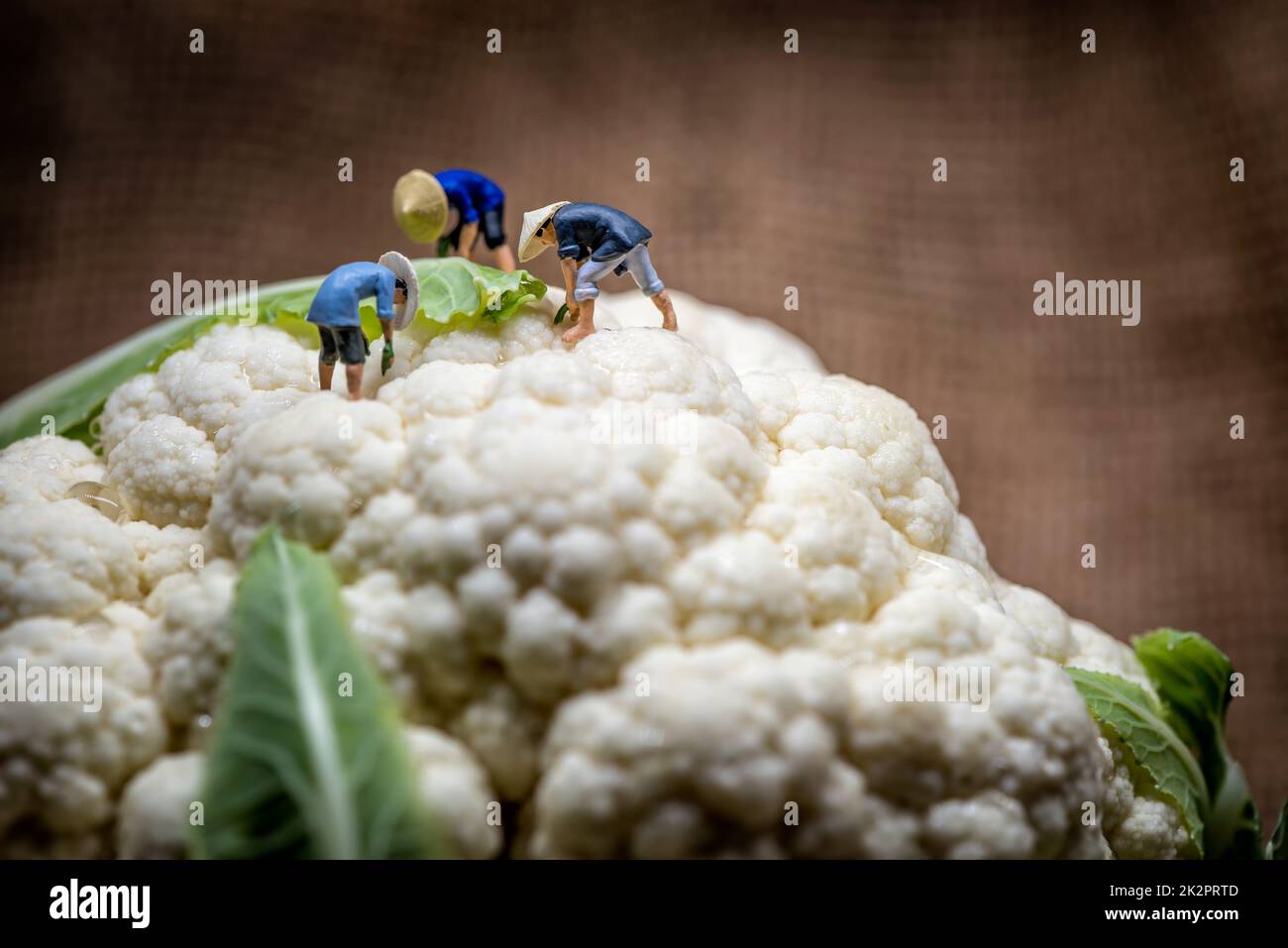 Agricoltori asiatici che lavorano in campo cavolfiore. Foto macro Foto Stock