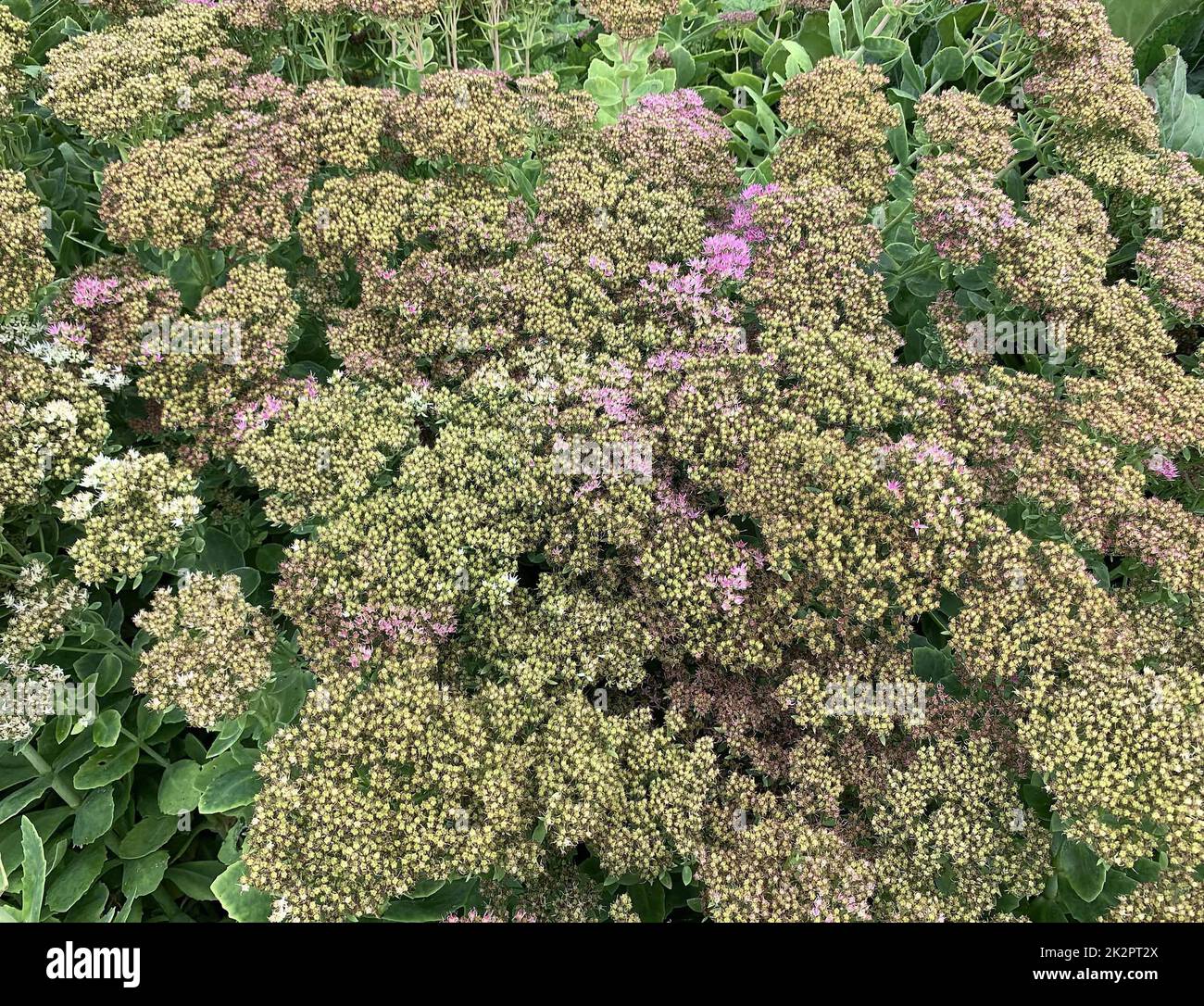 Primo piano del grumo che forma giardino pianta perenne Sedum spectabile Stardust o pianta di ghiaccio visto con testa di fiore bianco piatto. Foto Stock