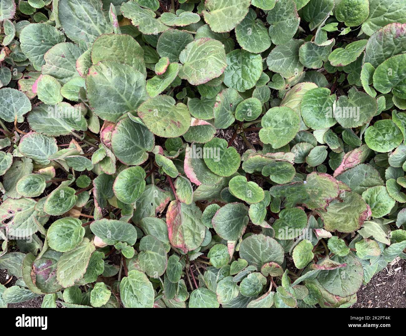 Primo piano della pianta perenne da giardino Bergenia ciliata f ciliata o orecchio di elefante frangiato, vista nel Regno Unito a fine settembre. Foto Stock