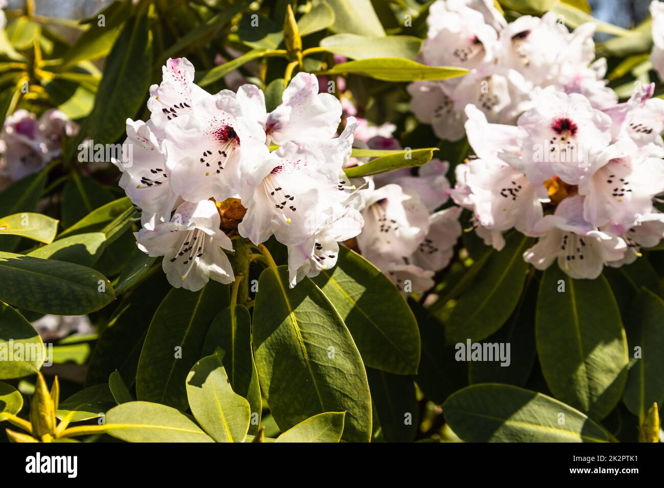 I fiori di Rhododendron crescono e fioriscono nel giardino botanico Foto Stock