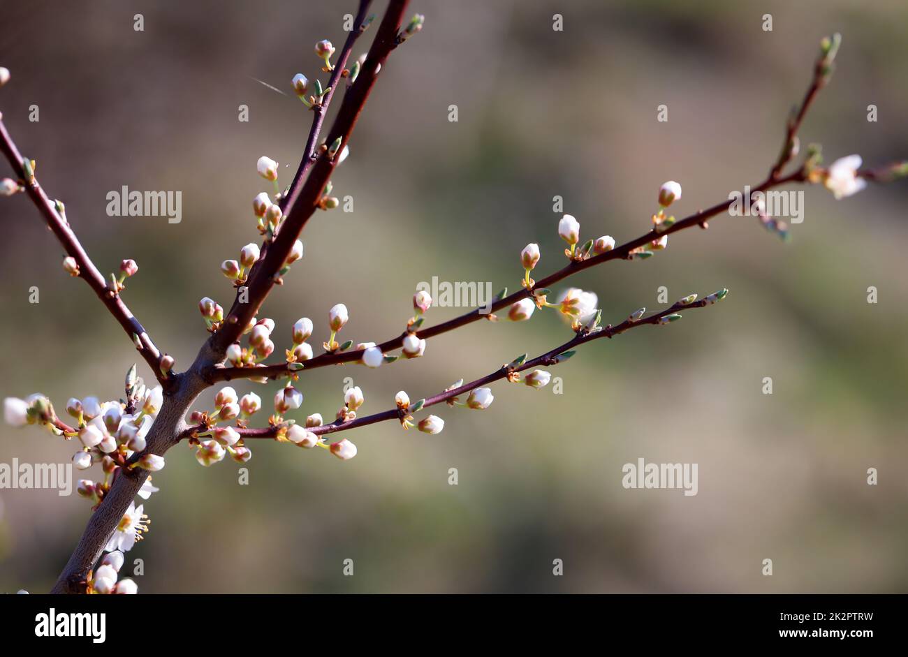 I fiori di un albero da frutto in primavera. Foto Stock