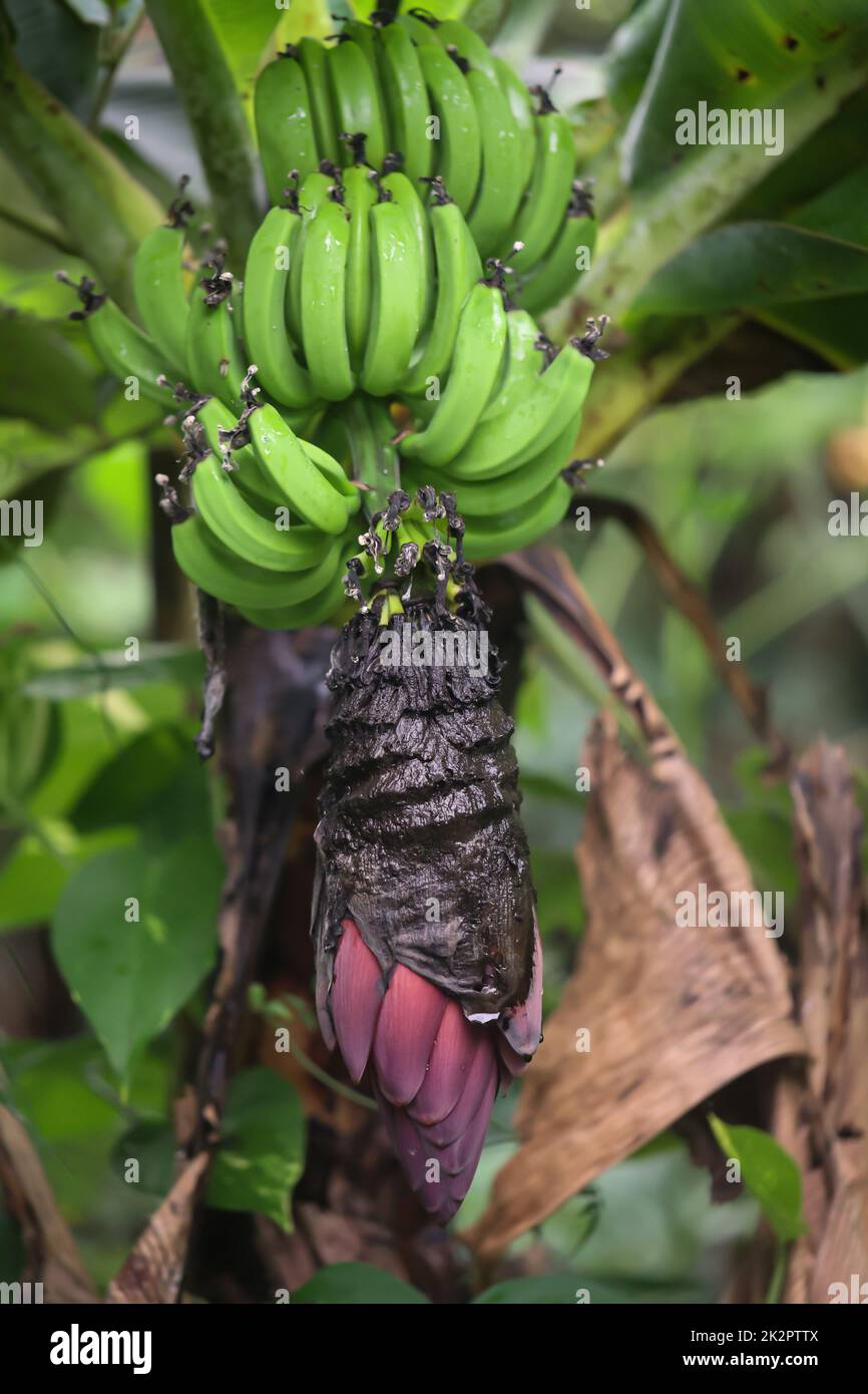 Una pianta di banana sviluppa un albero di banana con banane deliziose. Foto Stock