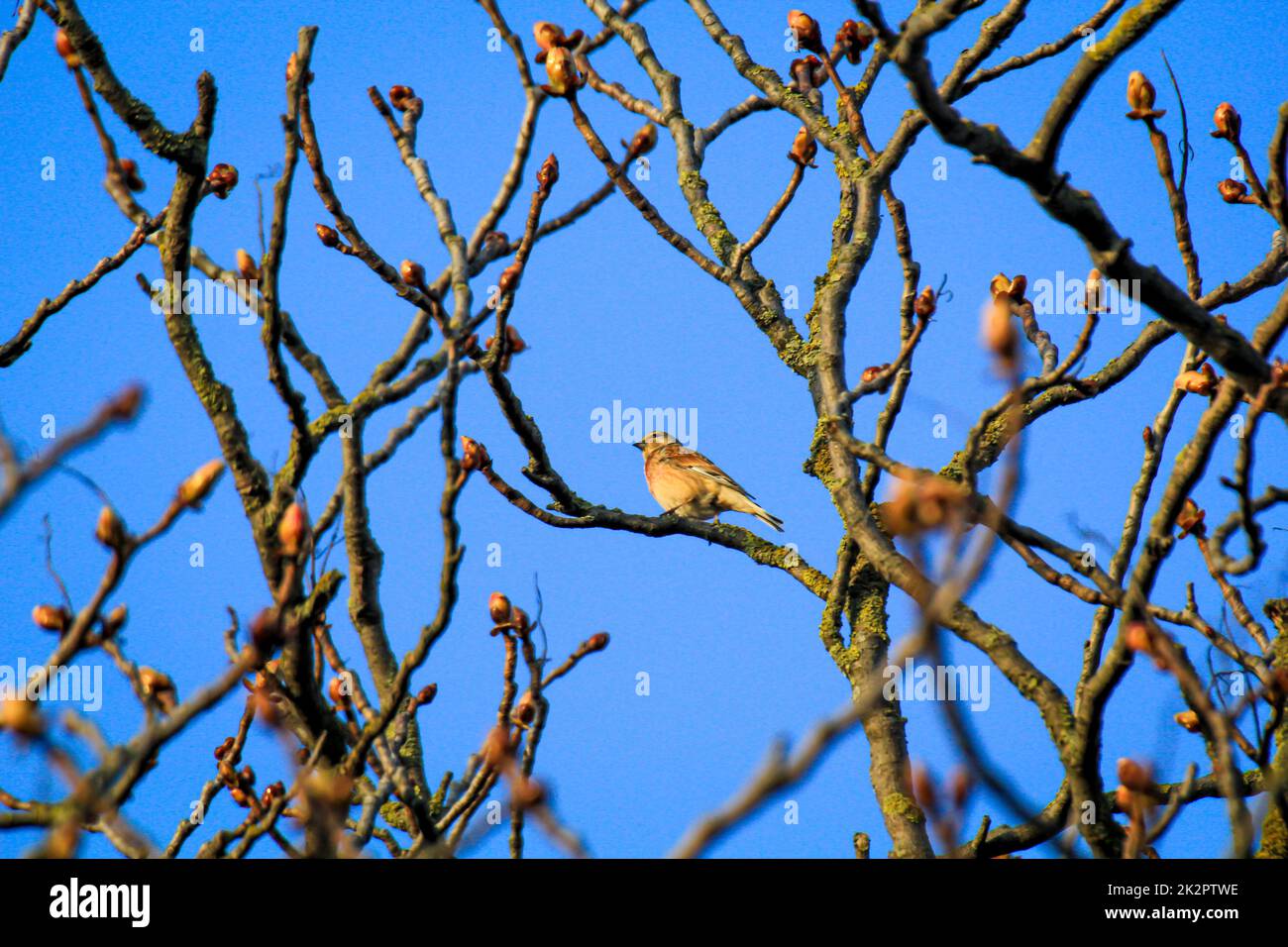 Un linnet di sangue, chiamato anche linnet o pineta di lino su un albero. Foto Stock