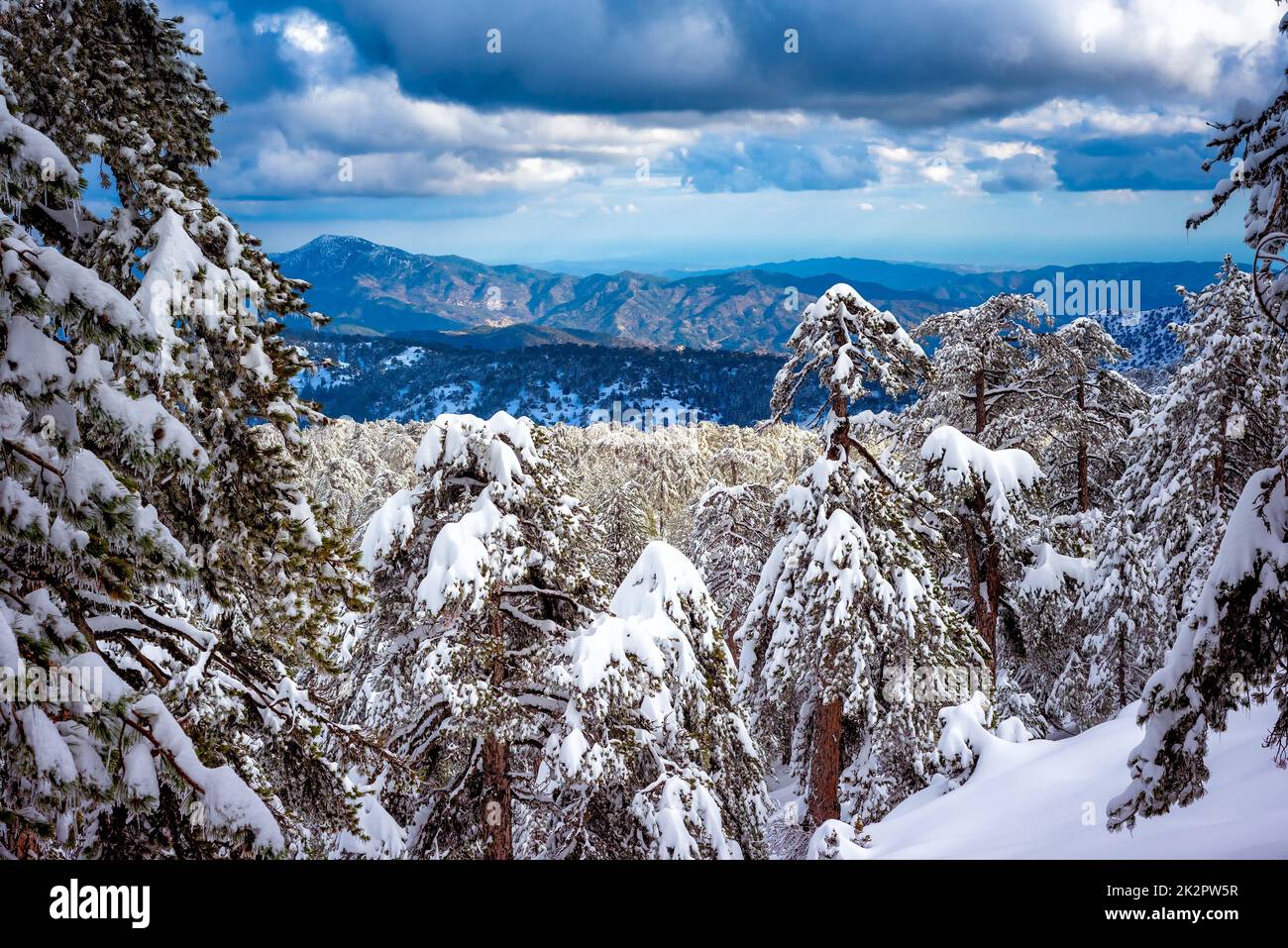 Inverno foresta in montagna Troodos. Cipro Foto Stock