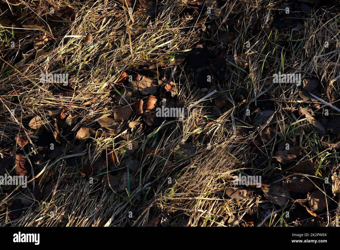 Vista aerea dell'erba secca e selvaggia. Fondo naturale del campo con erba secca e foliore dalla vista dei droni. Foto Stock