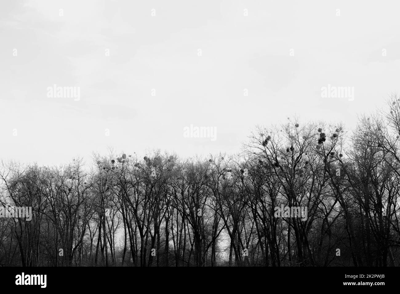 foresta di betulla, foto in bianco e nero Foto Stock