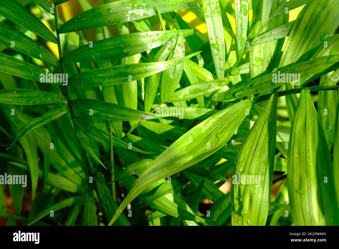 Primo piano della palma verde areca, palma interna. Howea forsteriana, Arecaceae, Palmae. Fresco verde palma tropicale foglie texture sfondo. Foto verticale Foto Stock