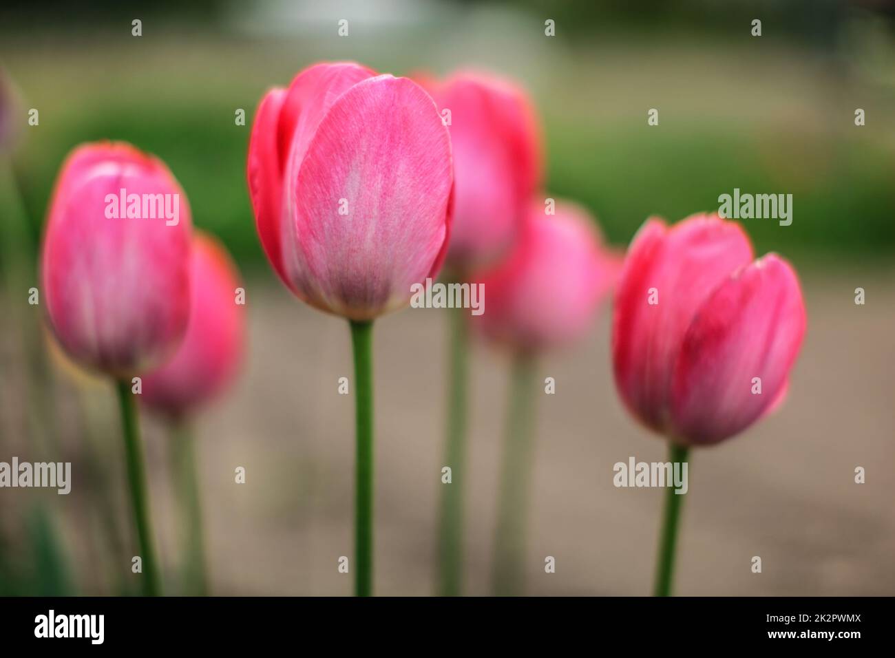 La profondità di campo di una foto, solo un petalo nel fuoco, giovani tulipani rosa fiori. Molla di astratta sfondo floreale. Foto Stock