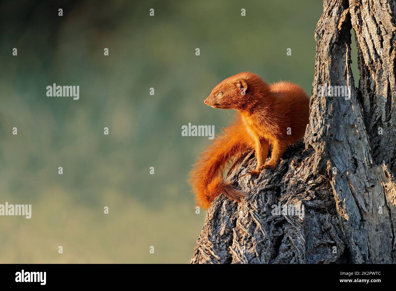 Sottile Mongoose seduto in un albero Foto Stock