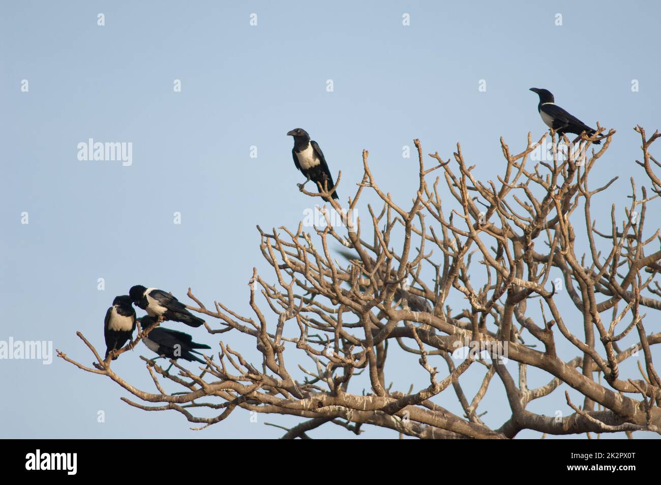 Corvi pied corvi corvus albus su un roost comunale. Foto Stock