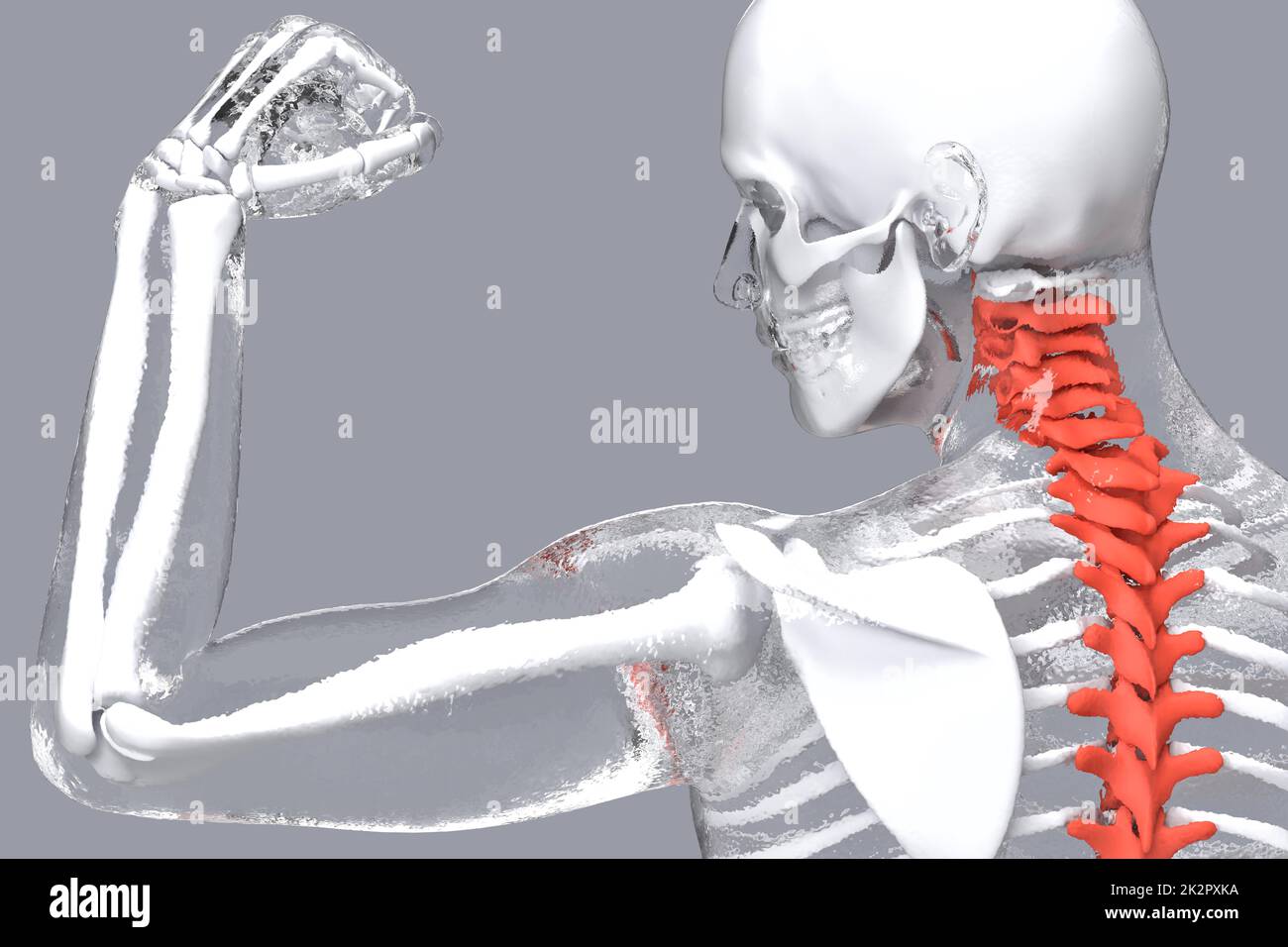 Scheletro umano con colonna vertebrale evidenziata. Illustrazione 3D Foto Stock