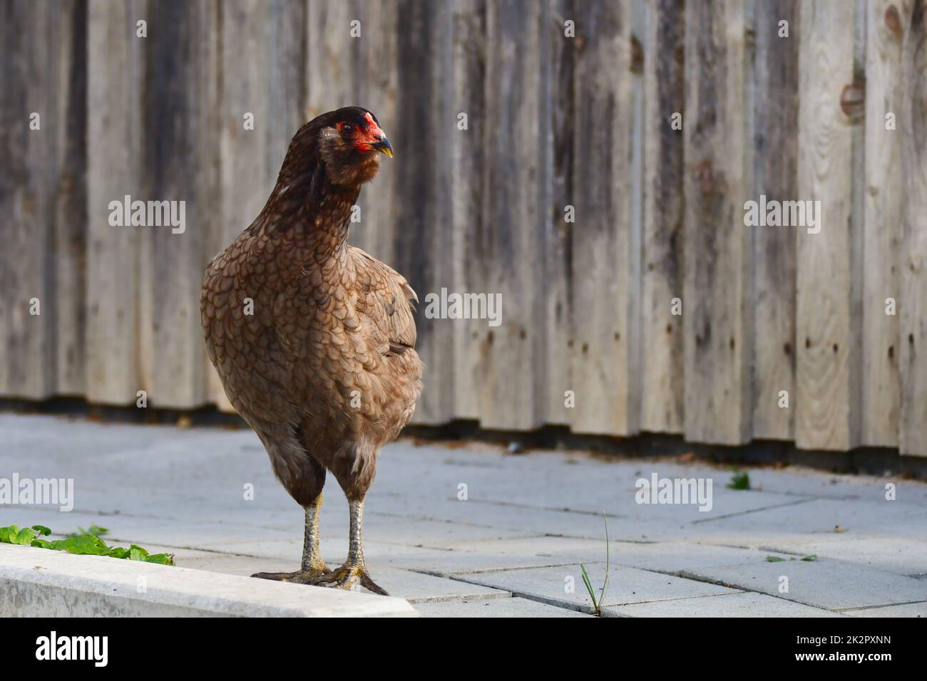 Una gallina Araucana libera davanti ad un fienile. Foto Stock