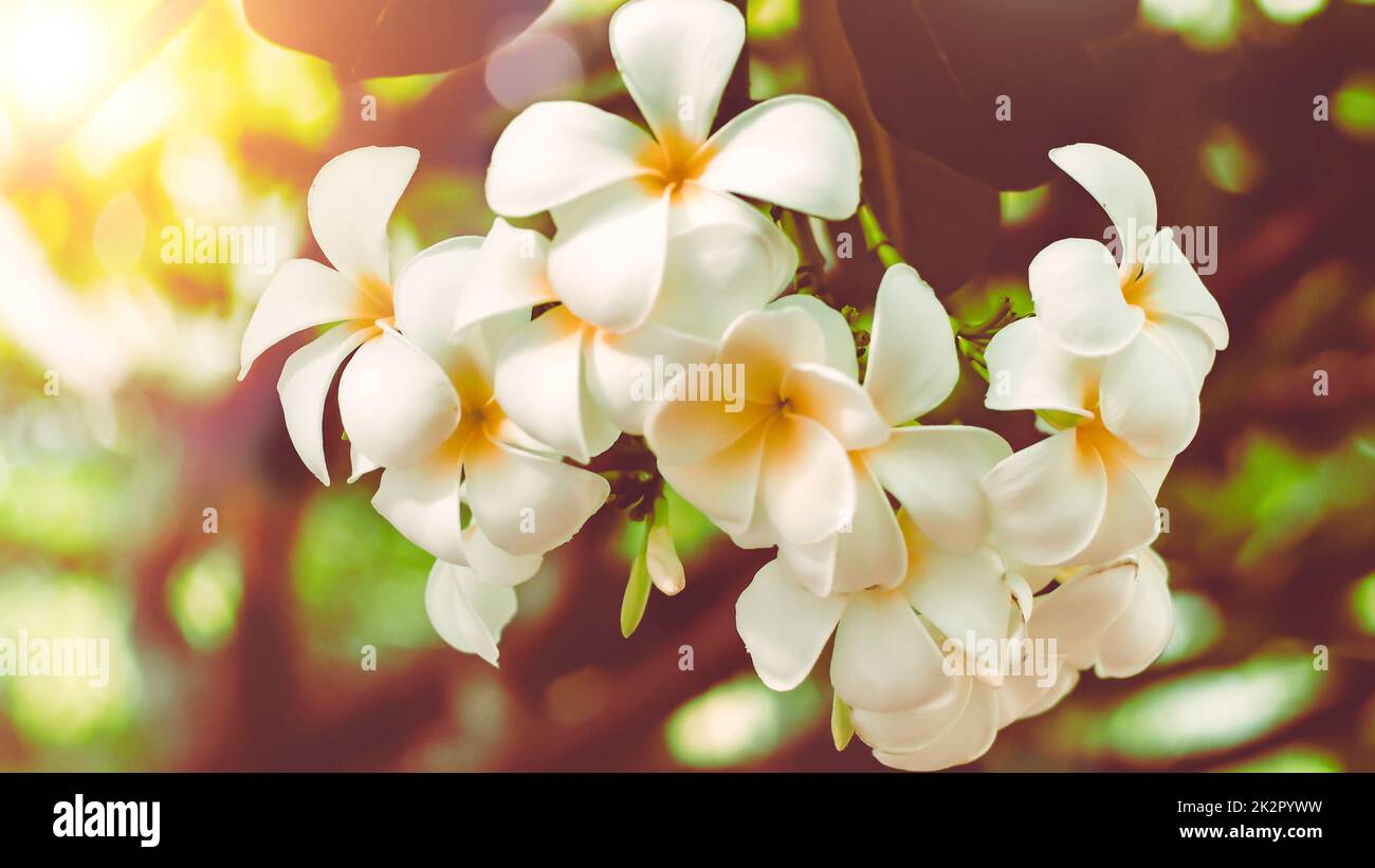 Fuoco morbido fiori tropicali frangipani (Plumeria) . Bella Plumeria rubra fiore bianco in estate luce del sole Foto Stock