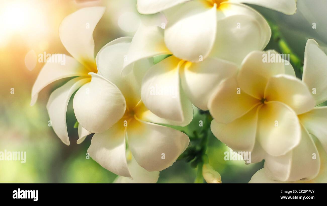 Fuoco morbido fiori tropicali frangipani (Plumeria) . Bella Plumeria rubra fiore bianco in estate luce del sole Foto Stock