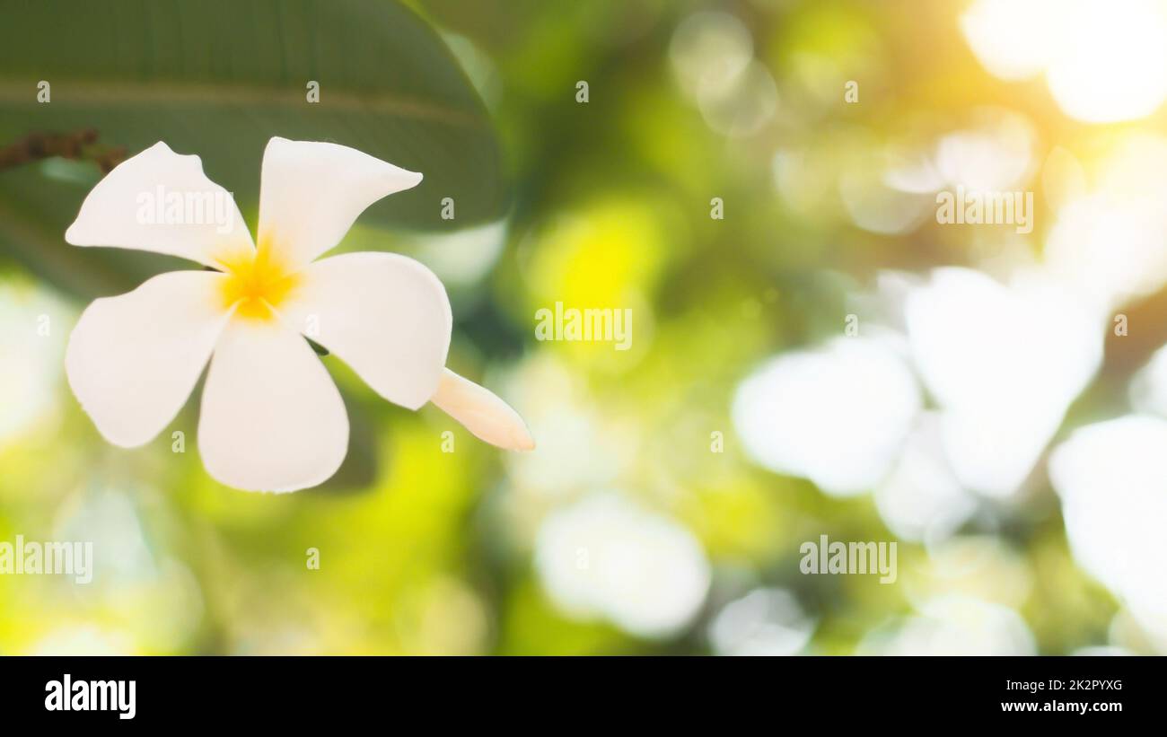 Fuoco morbido fiori tropicali frangipani (Plumeria) . Bella Plumeria rubra fiore bianco in estate luce del sole Foto Stock