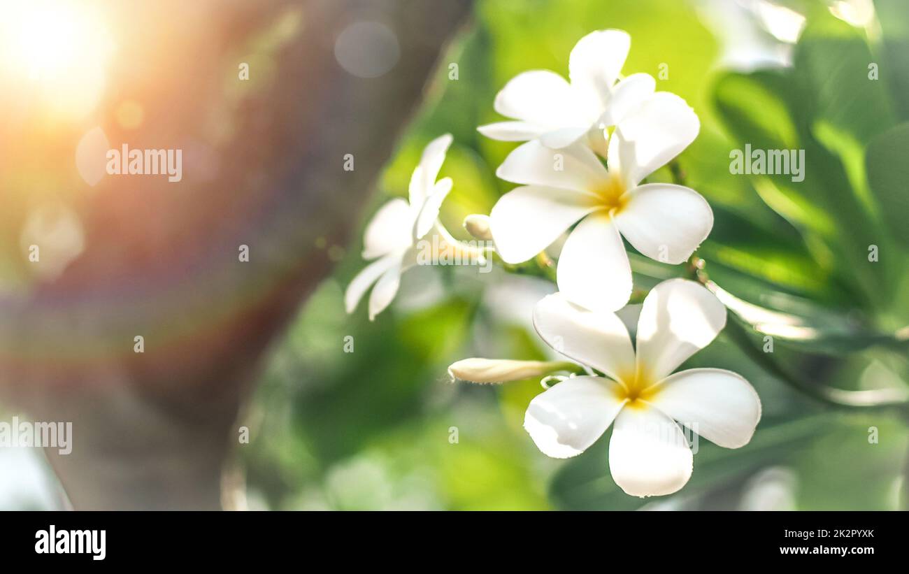 Fuoco morbido fiori tropicali frangipani (Plumeria) . Bella Plumeria rubra fiore bianco in estate luce del sole Foto Stock