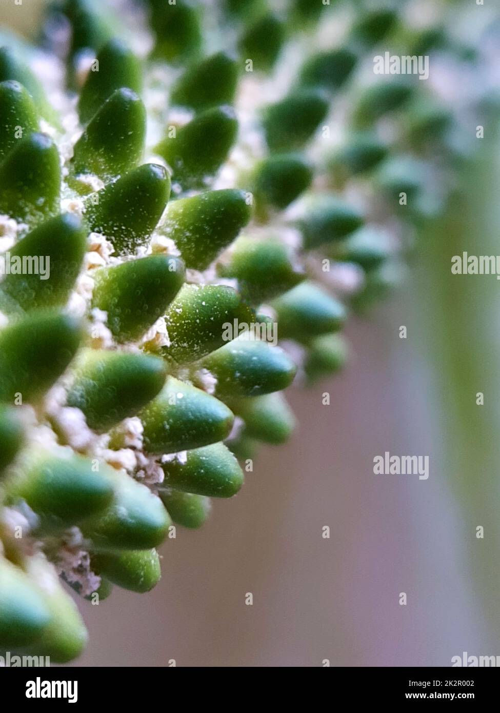 Spathiphyllum fiore pistillo Foto Stock