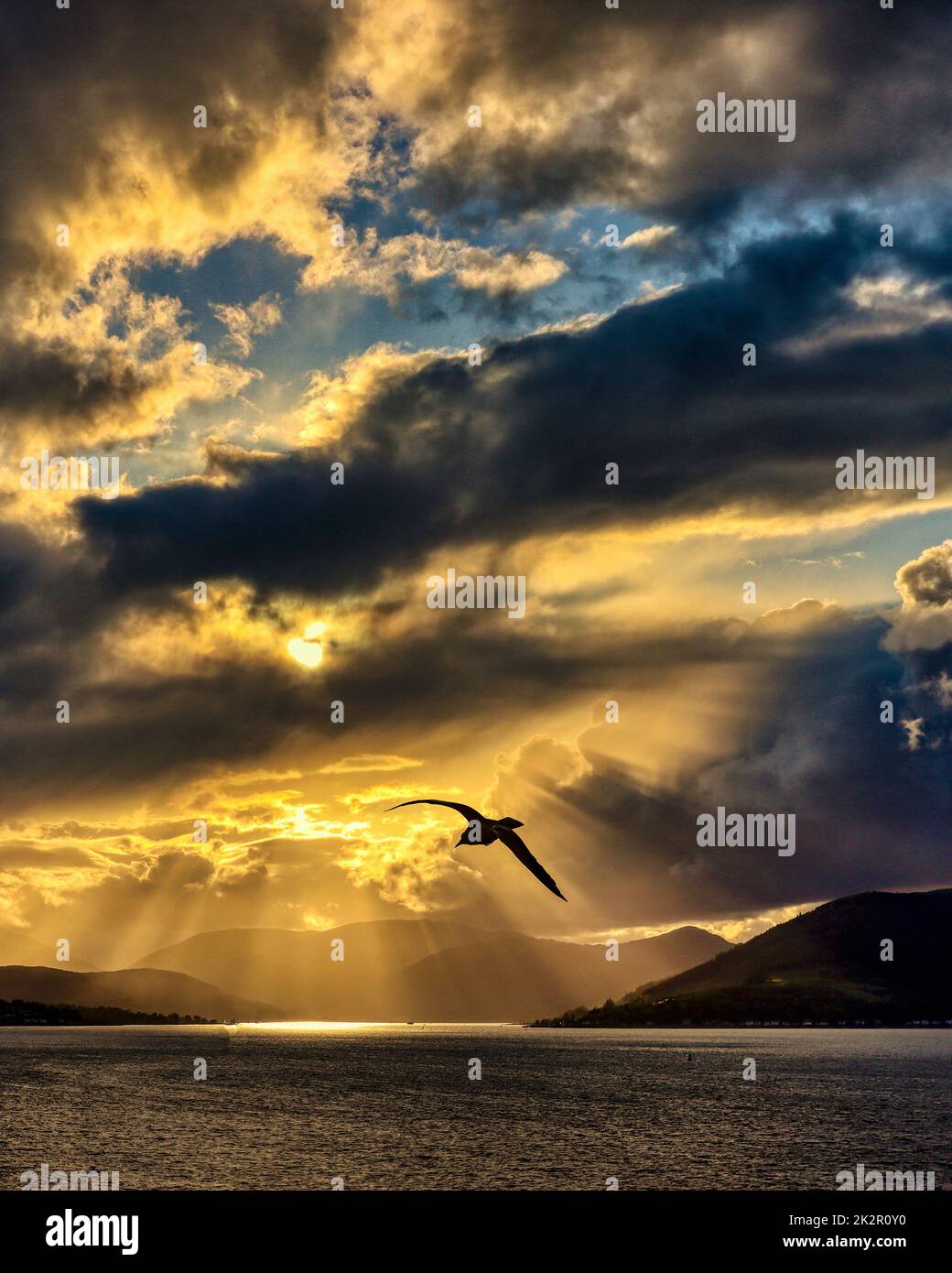 Gabbiano che volano di fronte allo spettacolare tramonto con fasci di luce Crepuscolari. Foto Stock