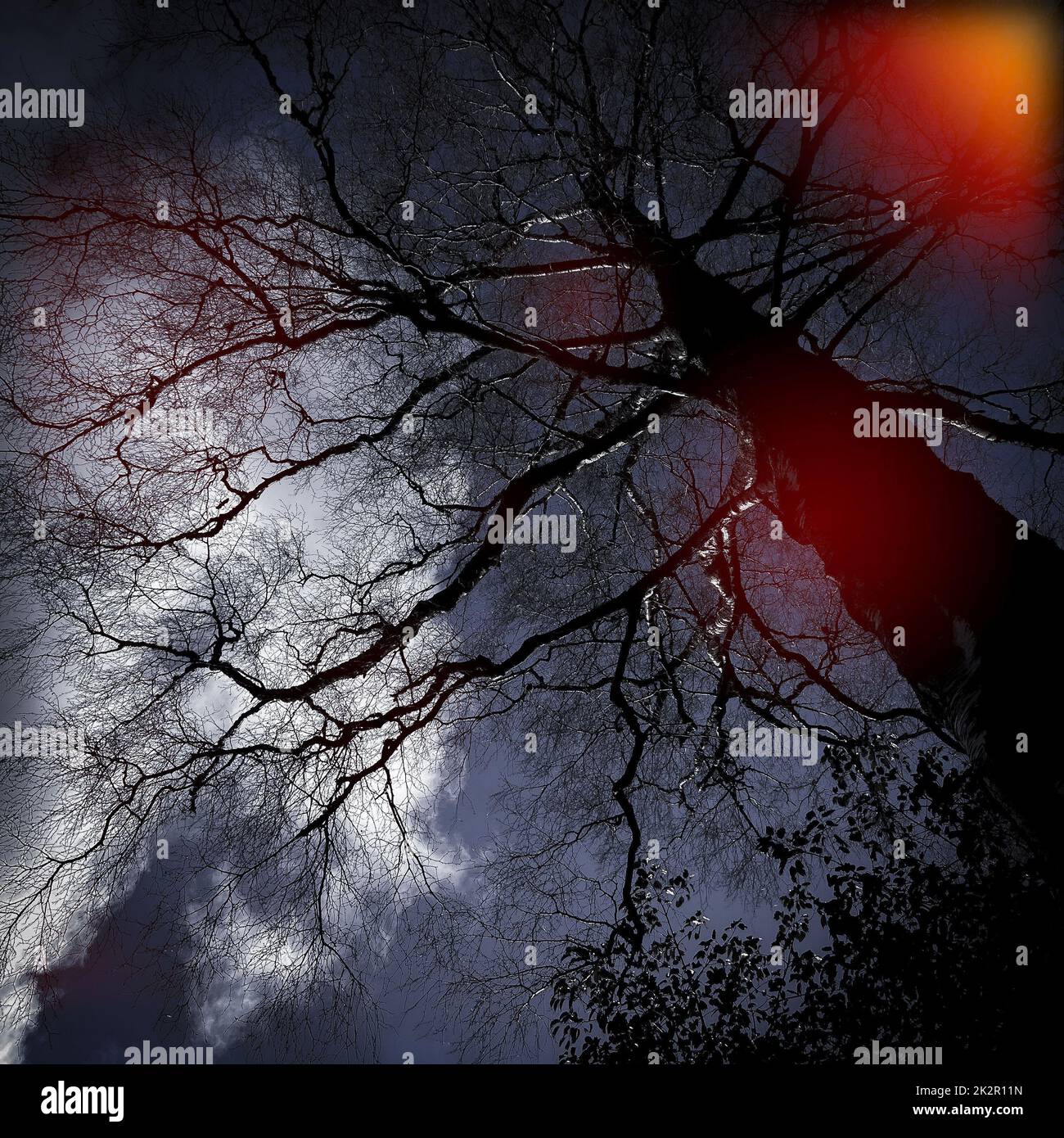 Immagini di alberi e cieli ispirate da Folk Horror. Foto Stock