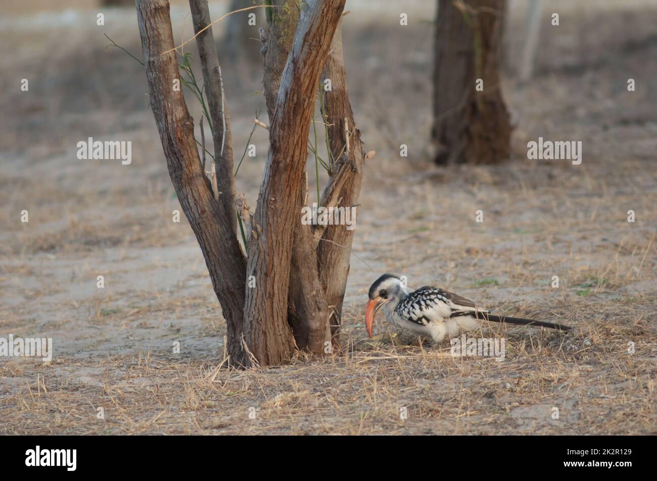 Hornbill rosso Tockus erythrorhynchus kempi alla ricerca di cibo. Foto Stock