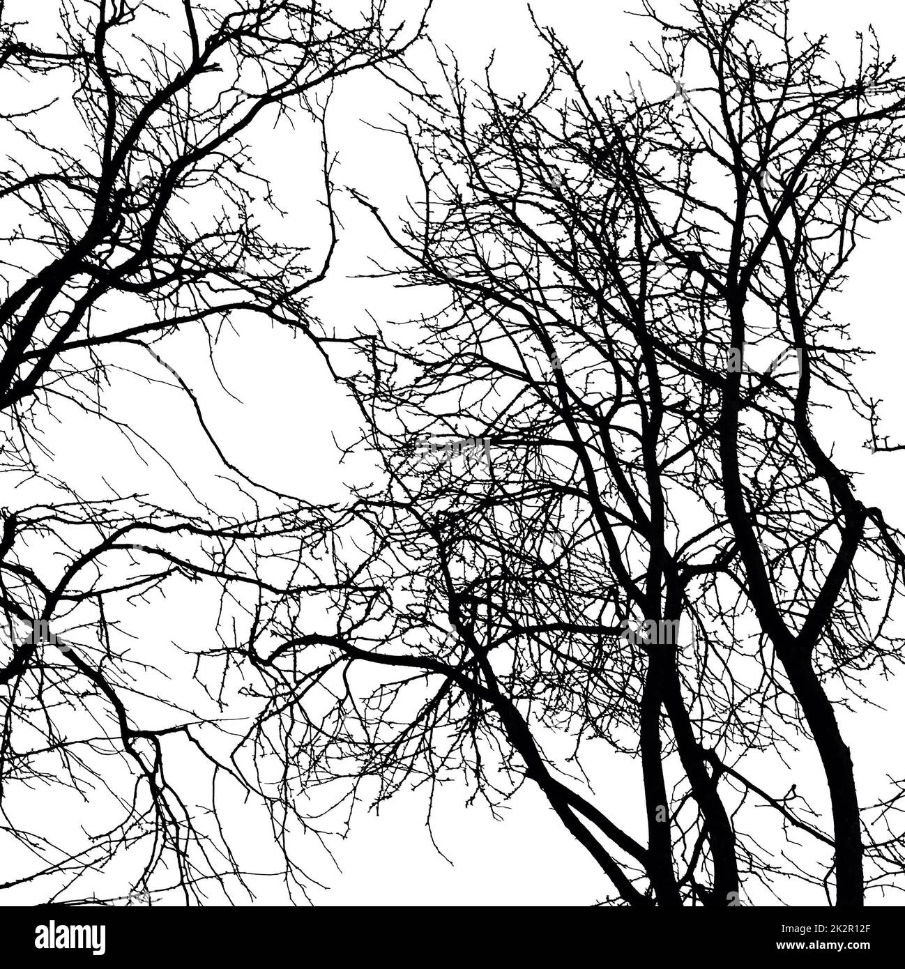 Immagini di alberi e cieli ispirate da Folk Horror. Foto Stock