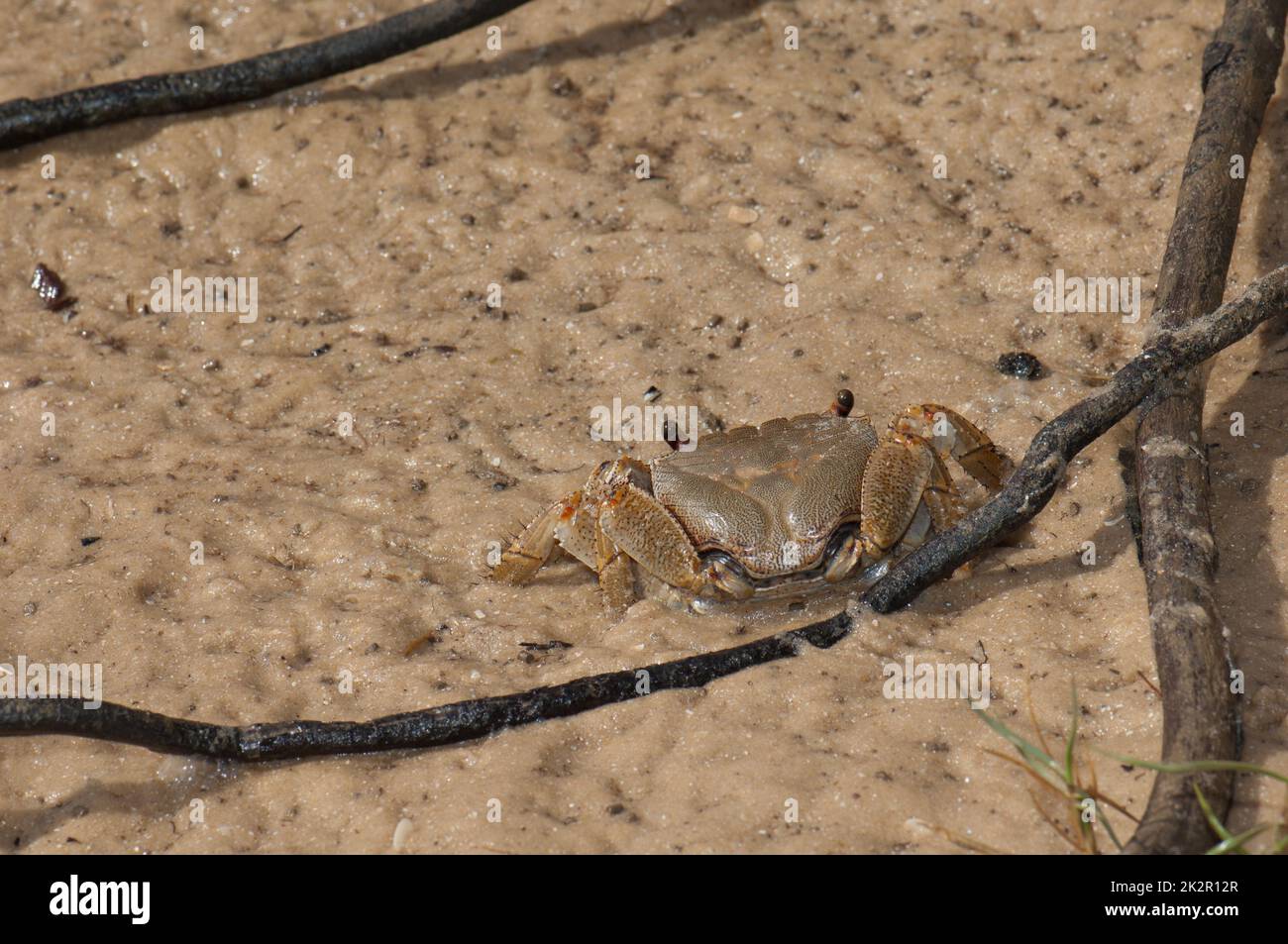 Granchio sulla sabbia del fiume Senegal. Foto Stock