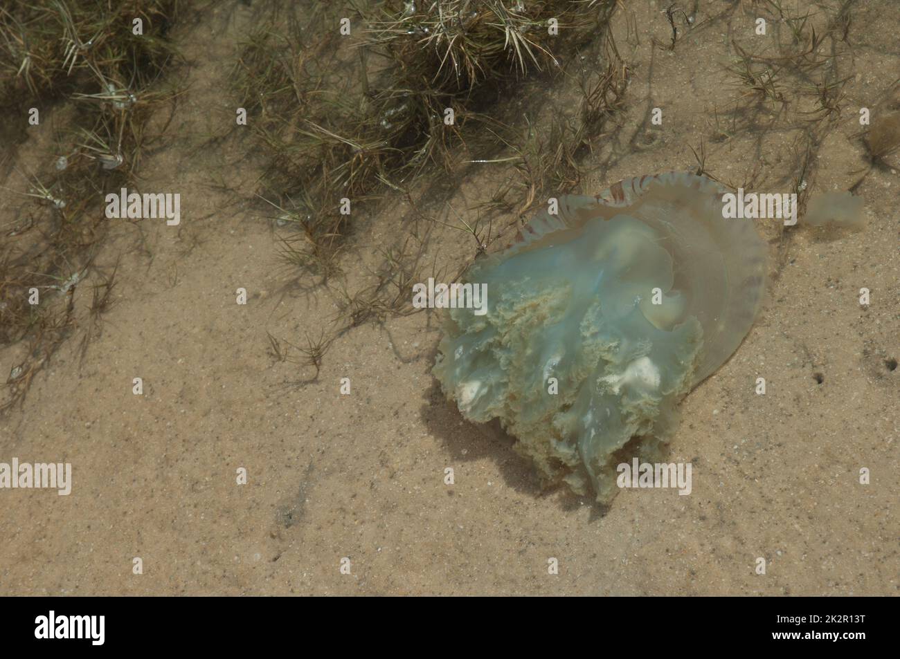 Meduse galleggianti a faccia in giù nel fiume Senegal. Foto Stock