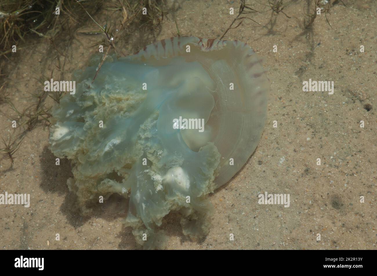 Meduse galleggianti a faccia in giù nel fiume Senegal. Foto Stock
