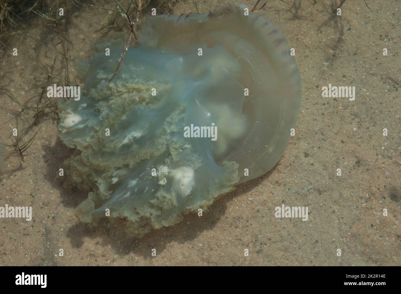 Meduse galleggianti a faccia in giù nel fiume Senegal. Foto Stock