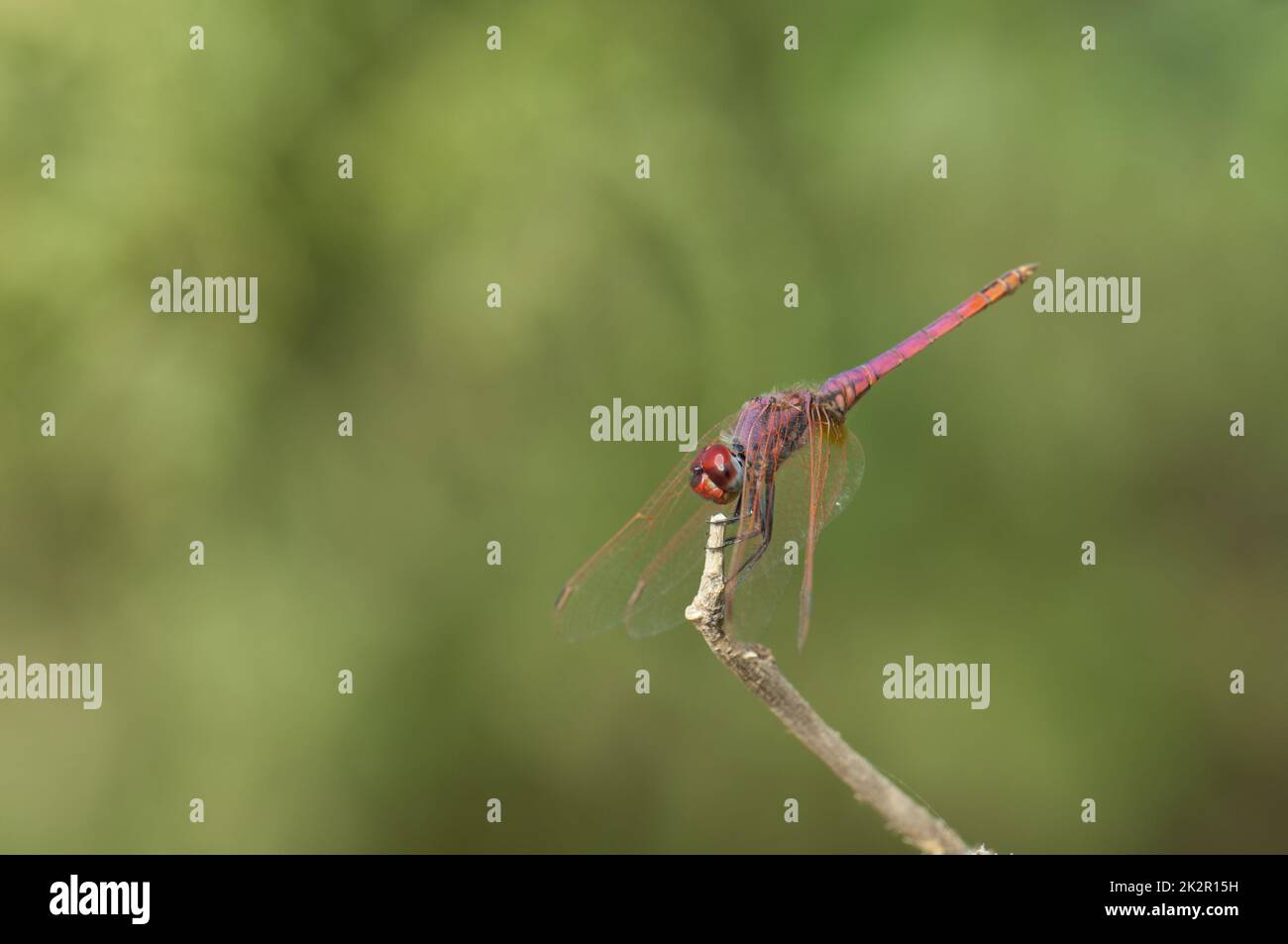 Viola dropwing Trithemis annullato su un ramo. Foto Stock