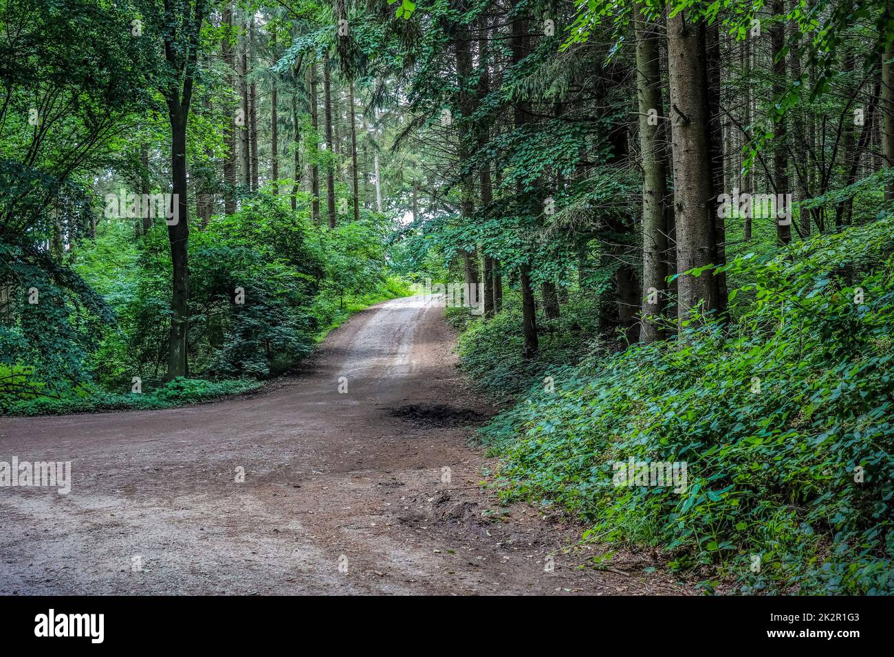 Misteriosa vista da fiaba in una magica foresta blu scuro con forti fasci di luce Foto Stock