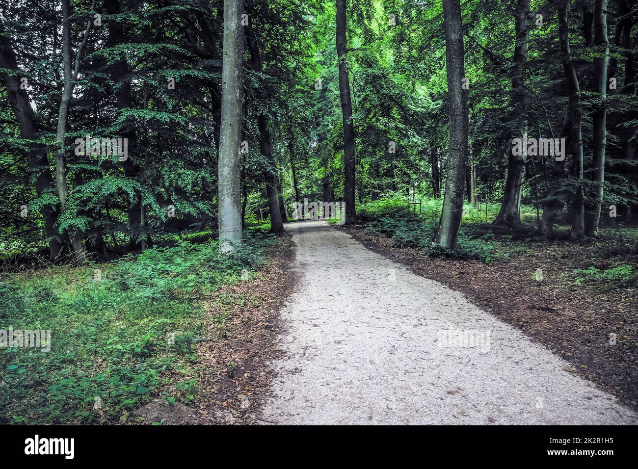 Misteriosa vista da fiaba in una magica foresta blu scuro con forti fasci di luce Foto Stock