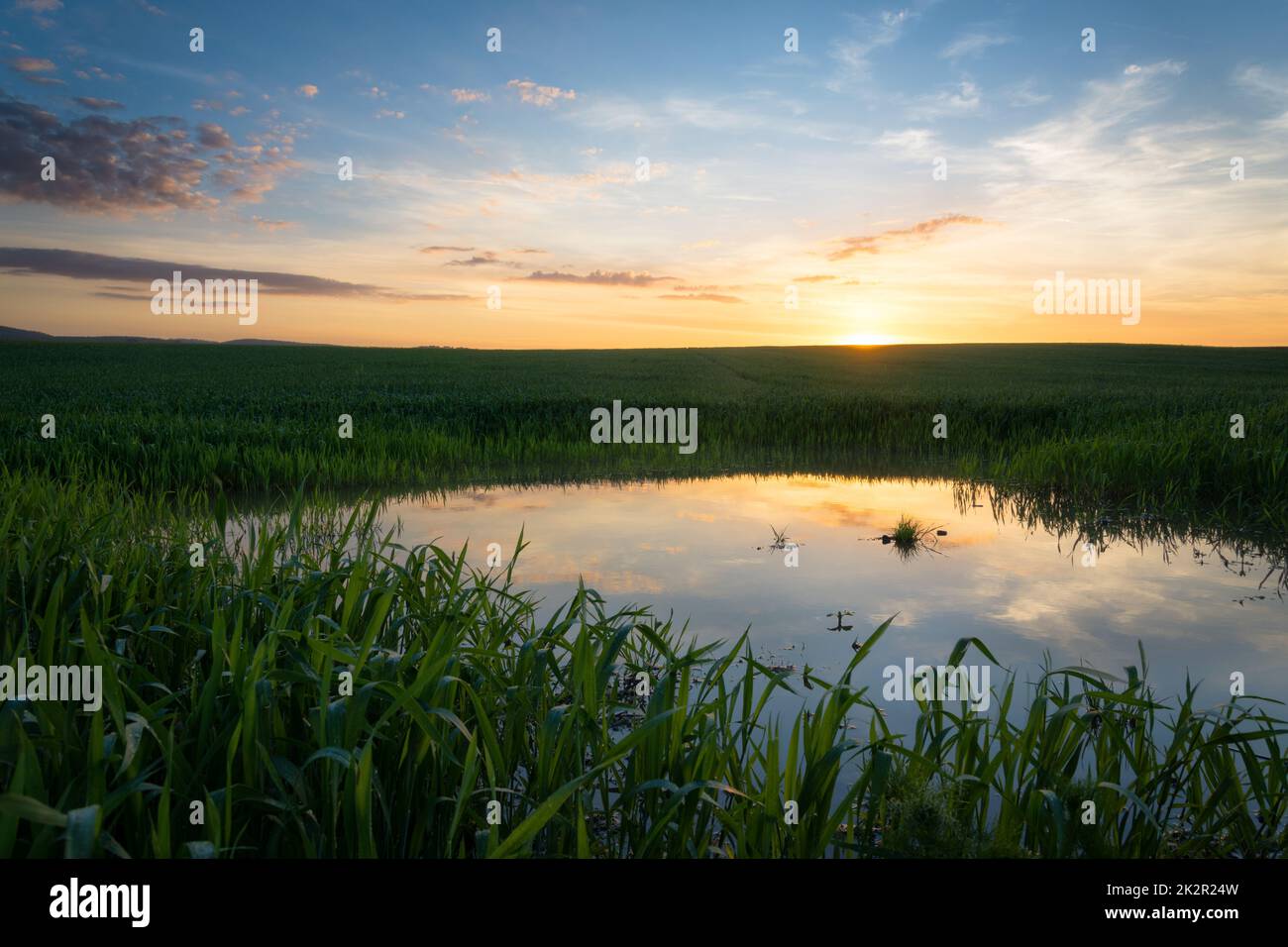Paesaggio primaverile con campo di grano e nuvole Foto Stock