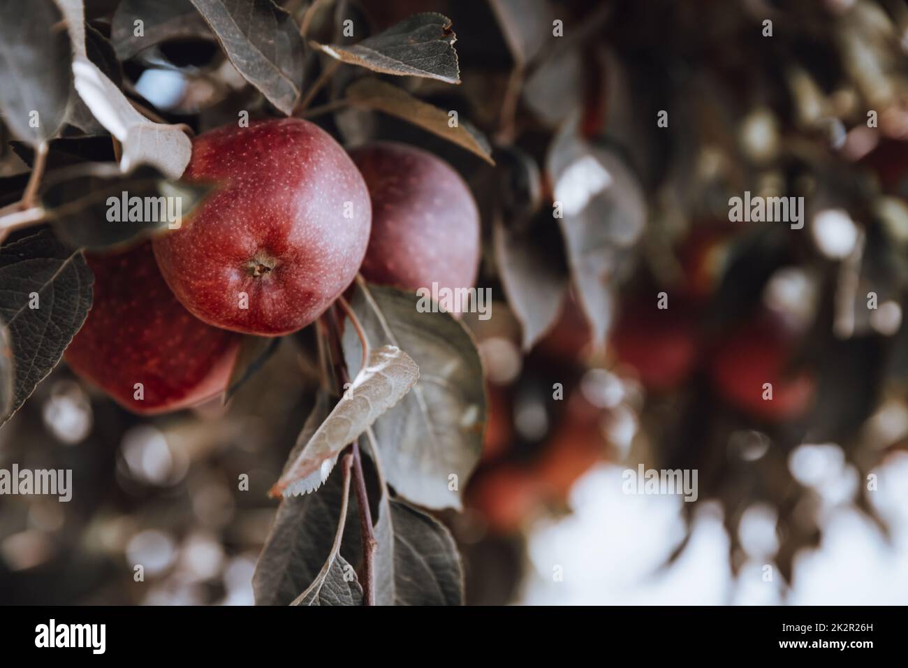 Le mele rosse sulla struttura ad albero Foto Stock