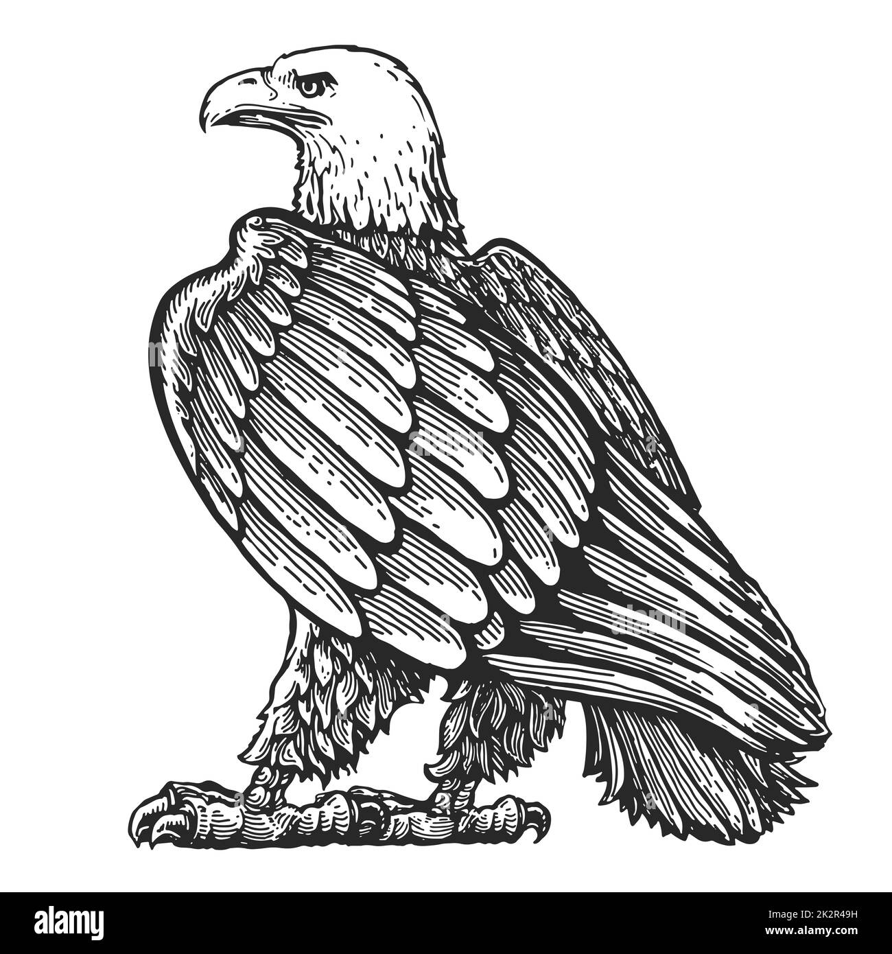 Dimensioni della vita in piedi Eagle isolato su bianco. Disegno a mano di disegno animale uccello illustrazione in stile di incisione vintage Foto Stock