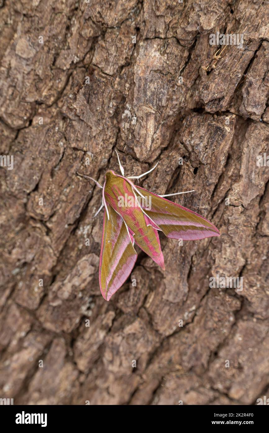 Elephant Hawk Moth Foto Stock