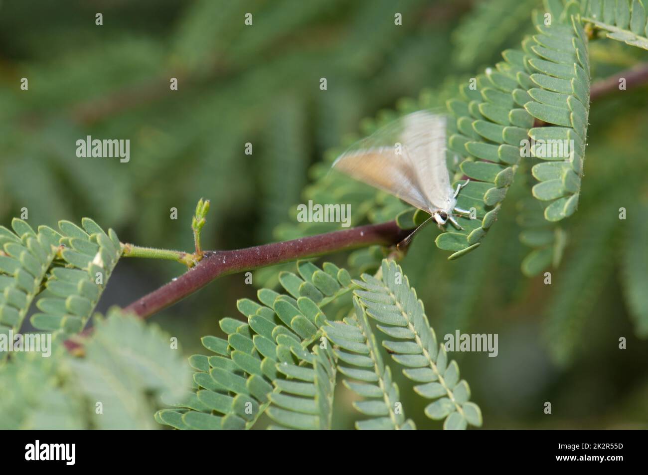 Farfalla prendendo il volo su un ramo di gomma acacia. Foto Stock